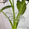 Heavy Duty Hanging Plant Support Frame For Stems Garden Floral Arrangements Suitable For Flowerpot Decor Itemation Indoor Outdoor Use