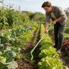 Garden Hoe Heavy Duty Loop Long Handle Shovel Metal Weeder Scraper Gardening Hoe for Digging Trenching Loosening Hoeing Edging