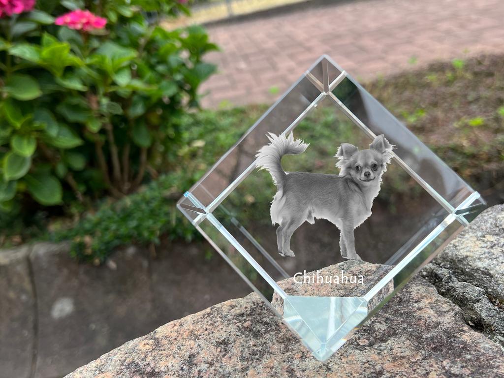 Chihuahua short-haired, Chihuahua smooth – Crystal cube with a photo, photo of a horse in crystal | Art-Dog