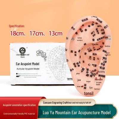 13cm-18cm Ear Acupoint Reflex Zone Model for Acupuncture and Meridian Therapy
