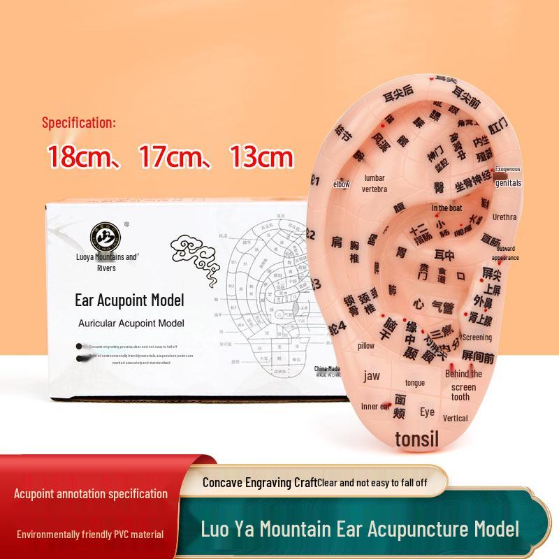 13cm-18cm Ohr Akupunkturpunkt Reflexzonenmodell für Akupunktur und Meridiantherapie