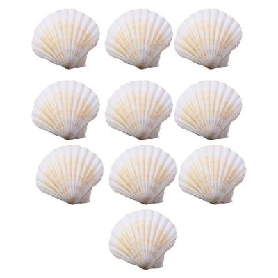 Practical Natural Scallops Sea Shells Portable Accessory for Craft and Home Decoration Pack of 10 Versatile Use