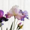Decorațiuni pentru casă – Flori decorative şi coroane de flori