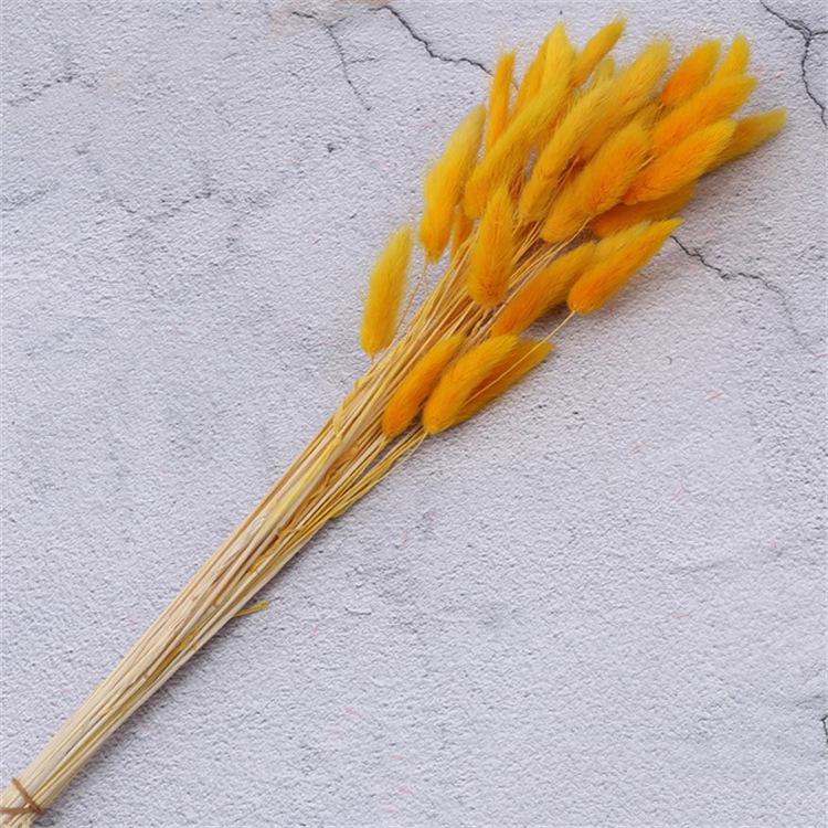 60pcs Natural Dried Lagurus Ovatus Foxtail Bouquet for Decoration
