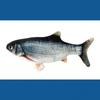 Elektrischer Fisch-Teaser Katzenspielzeug Realistischer Fisch Springender Fisch USB Springender Fisch Katzenspielzeug