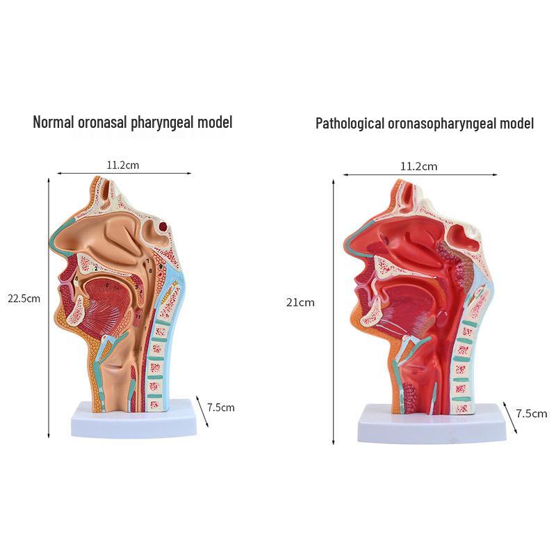 Human Pharynx & Nasal Cavity Model