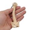 Detailed Human Spine Skeleton Keychain Anatomical Model Key Chain for Teaching and Ornamentation Doctor Accessories