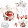 KIYOMARU Female Pelvic Model with Pelvic Floor Muscles, 8-Part Human Anatomy Model, Supervised by a Physical Therapist, Includes Reproductive Organs,