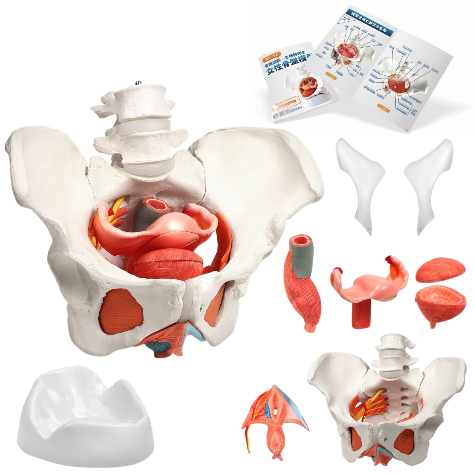 

KIYOMARU Female Pelvic Model with Pelvic Floor Muscles, 8-Part Human Anatomy Model, Supervised by a Physical Therapist, Includes Reproductive Organs,