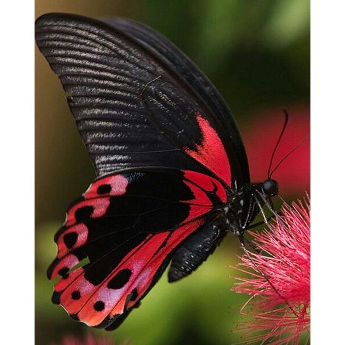 

5D DIY Алмазная картина, полная круглая дрель, вышивка крестом, ремесло, живопись, вышивка, ремесло, новое поступление, мозаика из стразов, домашний декор для стен 30x40CM