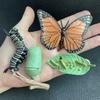 Children Simulation Biology Model Toy Animal Plant Life Growth Cycle Montessori Children Toys Set Teaching Aids Educational Toys