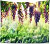 Vineyard Tapestry Grapes Clusters Wine Rustic Vintage Tapestry Wall Hangings Tapestry for Kids Bedroom Living Room Dorm Man Cave