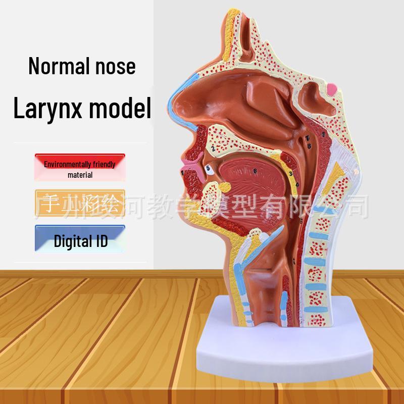 Anatomical Model of Human Nasal, Oral, Pharynx & Larynx - Sagittal Section for ENT Education 12x12x24 cm