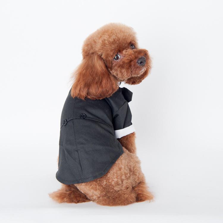 Jesienno-zimowa odzież dla psa: Przytulne stroje dla Teddy'ego, Golden Retrievera i Samojeda