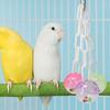 Jucărie pentru papagal, bilă colorată, agățată drăguță, de mestecat cu pasăre, jucărie cușcă, jucărie pentru peruș calopsid
