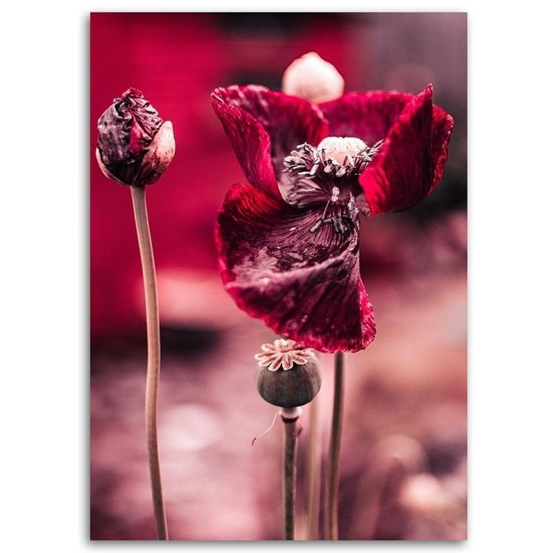 Canvas Print Red Poppy
