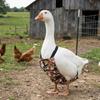 Adjustable Duck Diapers Reusable Chicken Physiological Pants Creative Poultry Nappy Pet Supplies