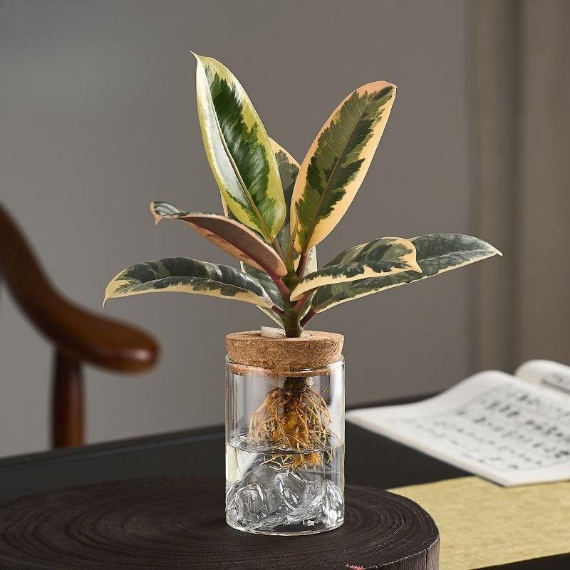 1pc Hydroponic Plant Vase With Wood Lid For Indoor Hydroponic Gardens Transparent Seedling Pot Gardening Accessories