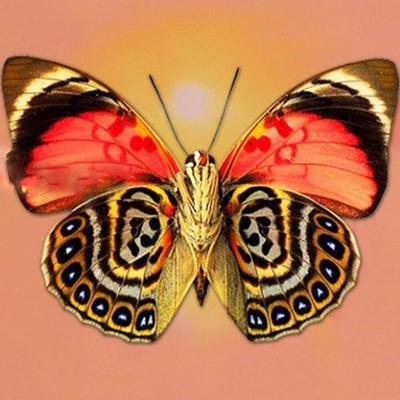 5D DIY w pełni okrągły diamentowy obraz piękny haft motylkowy ścieg krzyżykowy