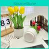 Tulip Flower Green Plant Riverstones Bonsai For Photography And Decor Office