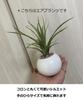 Fultac Photocatalytic Deodorizing and Mildew Resistant Faux Greenery In a Round Pot, Perfect for Interior Decoration, Artificial Greenery,