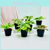 Plastic Plant Container With Realistic Foliage For Balcony And Living Room Decor