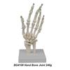 Medical teaching tools Skeleton PVC model Student teaching equipment Knee joint model Skin Model Vertebral model