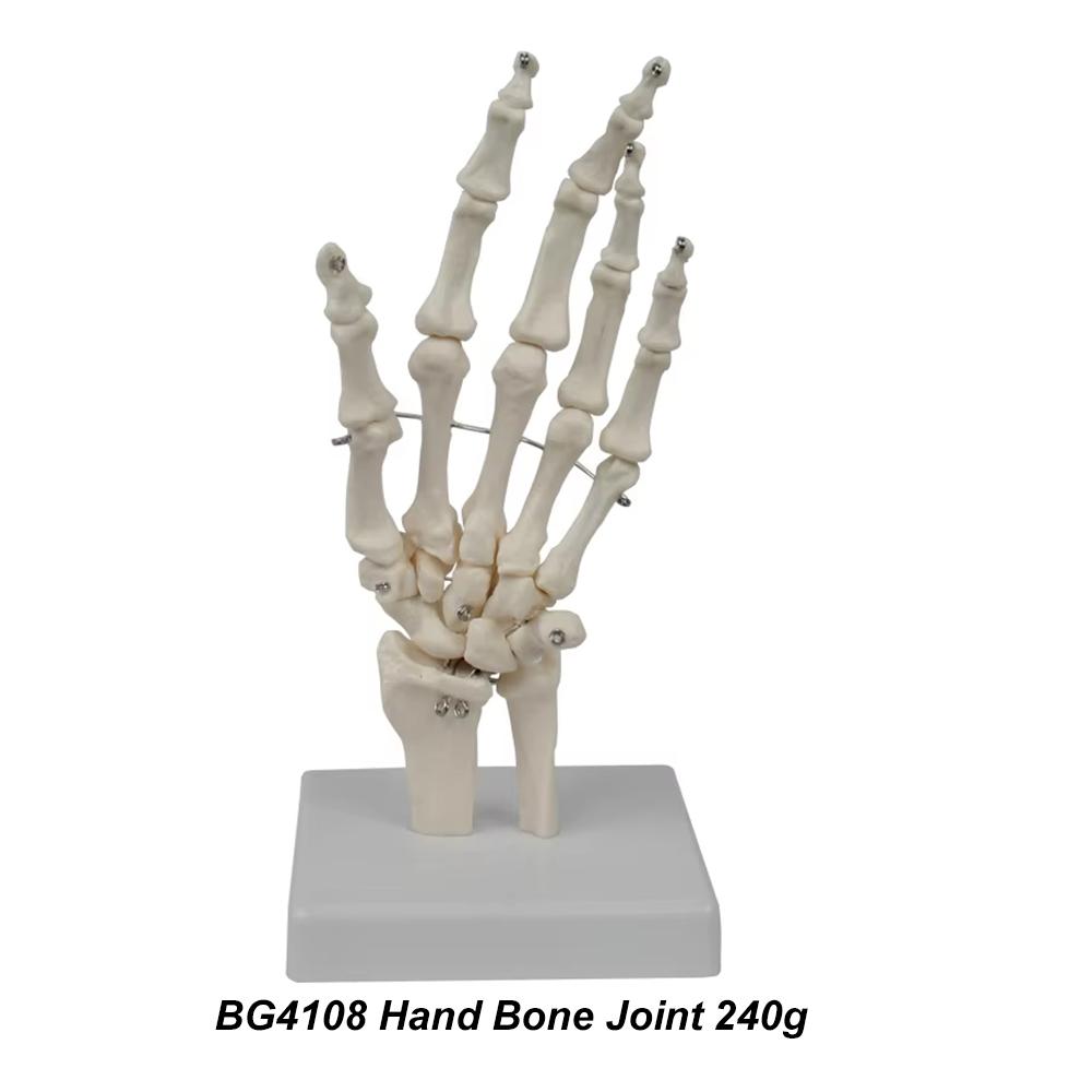 Medical teaching tools Skeleton PVC model Student teaching equipment Knee joint model Skin Model Vertebral model