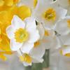 Narcissus bouquet silk cloth 6 sticks hand tied wedding fake flower home ornament