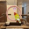 Hanging Parrot Swing Ring Wear-Resisting Parrot Chewing Toy Pet Supplies Bird Stand  Parakeet