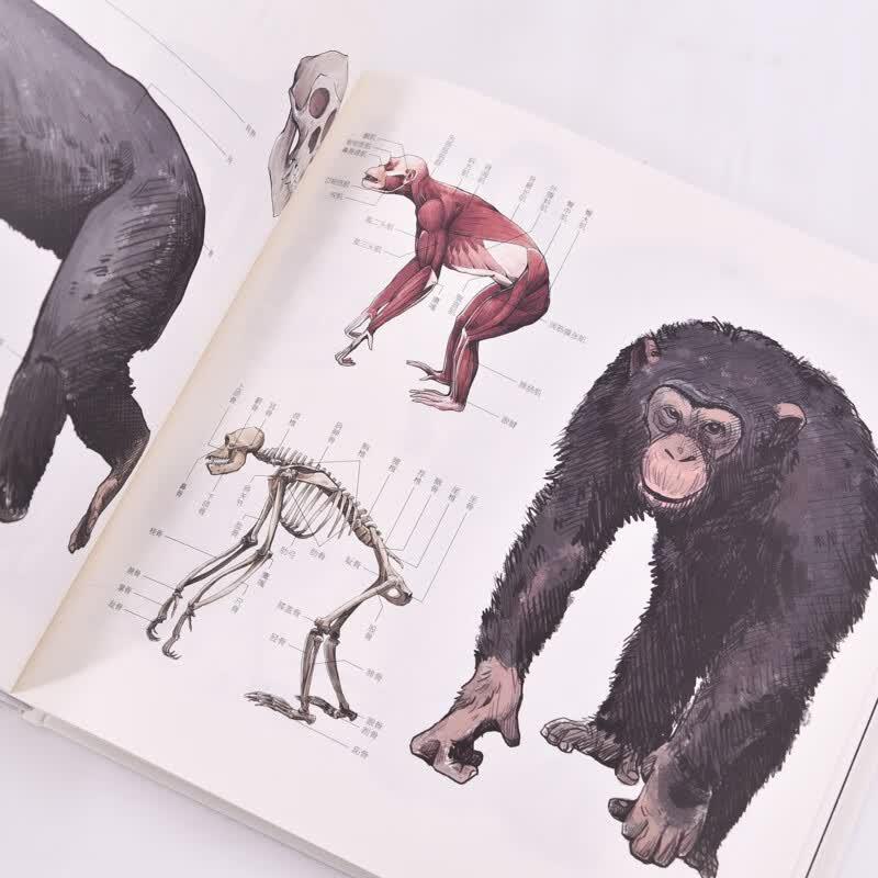Illustrated Guide To Animal Anatomy
