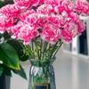 Carnation Fresh Cut Flowers for Teacher's Day, Women's Day, Family Arrangements, and Goddess Day Gifts.