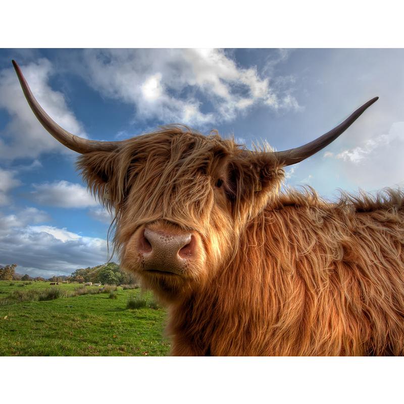 Highland Cow DIY 5D pictură cu diamante, mozaic, rotund complet, rășină, broderie cu diamante, seturi cu punct de cruce, decor acasă