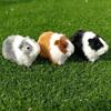 Realistic Hamster Figurines Plush Toys Lifelike Guinea Pig Soft Stuffed Animal Figurine for Kids Birthday Gift