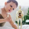 DIY Mannequin Science Cognitive Puzzle Toy Transparent Kid Skeleton Model  Birthday Kids Gift