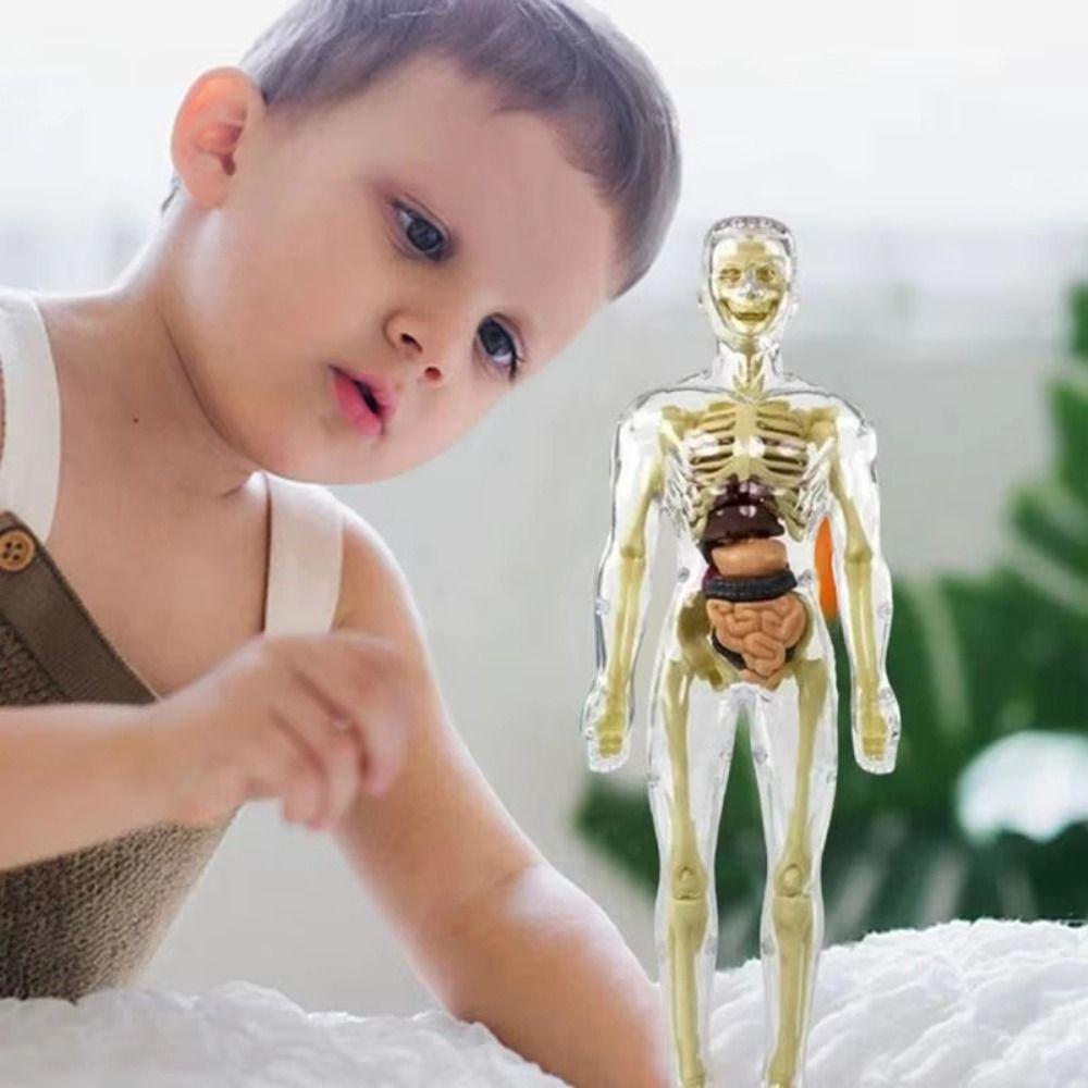 DIY Mannequin Science Cognitive Puzzle Toy Transparent Kid Skeleton Model Birthday Kids Gift