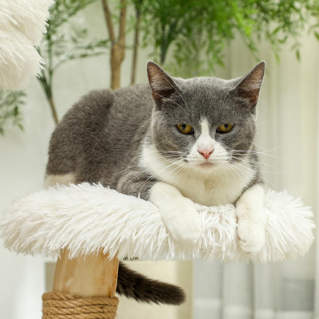 Cat Tree, 61.5 cm, with Cat Bed, Scratching Post, Jumping Platform, Toy Ball, for Cats up to 5 kg, White