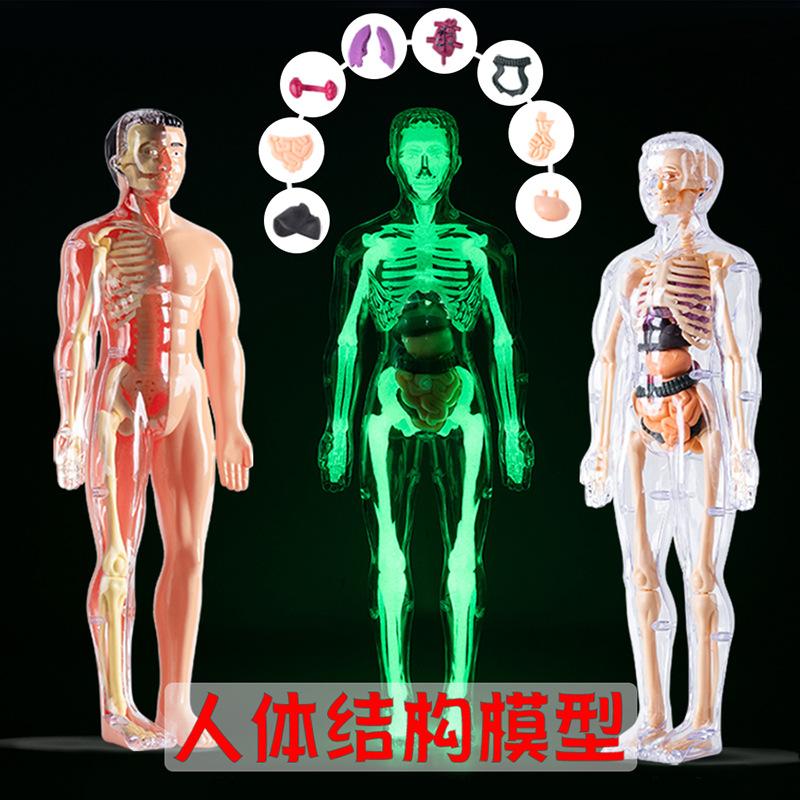 Children's Human Anatomy Model Toy: DIY Organ Assembly & Skeleton Structure