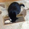 Cat Kitten Scratchpad Toy Play Corrugated Safe Cardboard Scratcher Catnip Bed