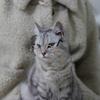 Cat Eye-wear Photos Props Accessories Cosplay Glasses Clear Lens Round Funny Clear Lens Round Glass Gift for Pet Puppy