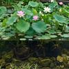 PVC Pond Planting Basket Fine Mesh Pond Planter Bag New Aquatic Planting Basket  for Water Plants