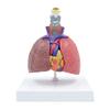 Life Size Lung Anatomy Model, Heart Lung Thyroid Model Anatomy