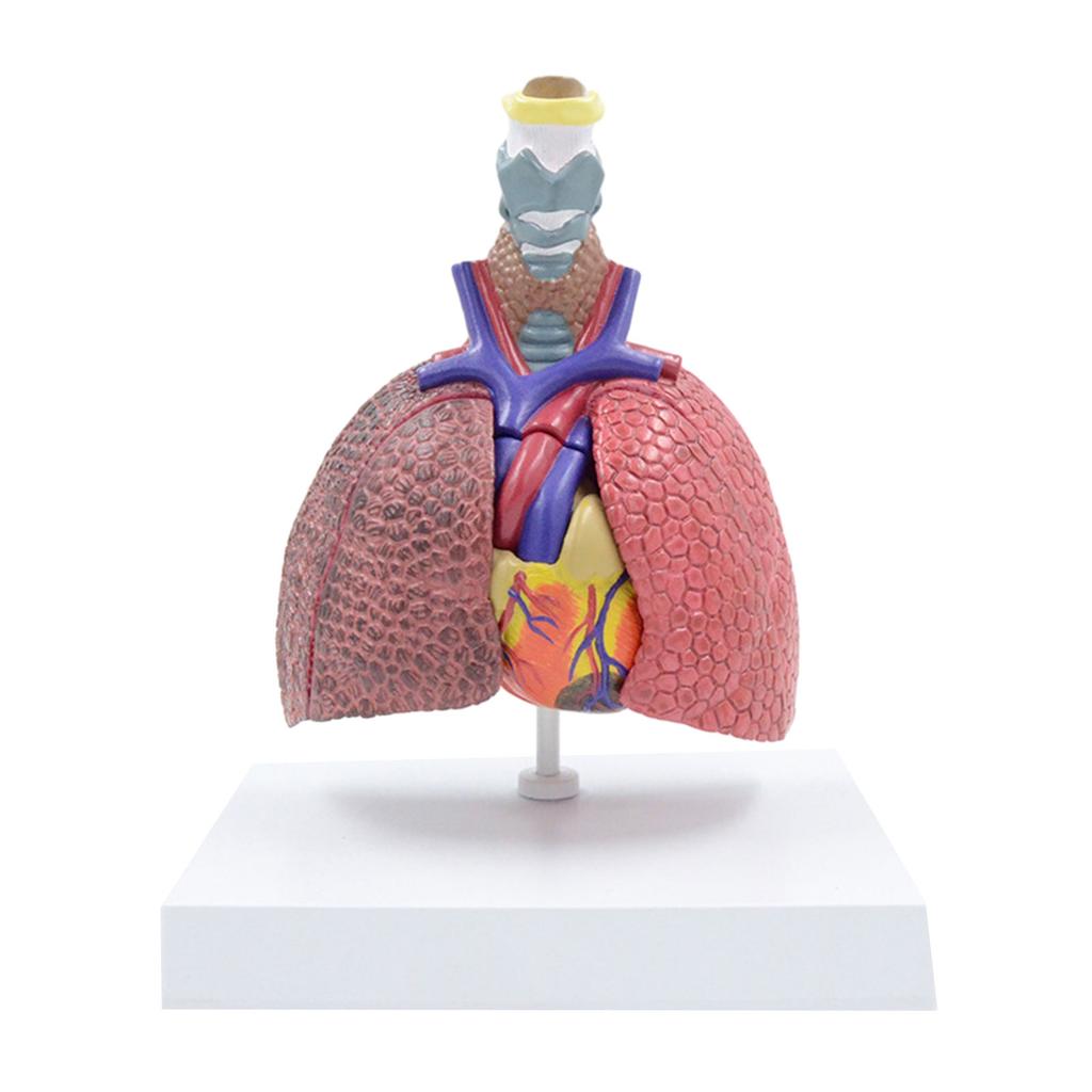 Life Size Lung Anatomy Model, Heart Lung Thyroid Model Anatomy
