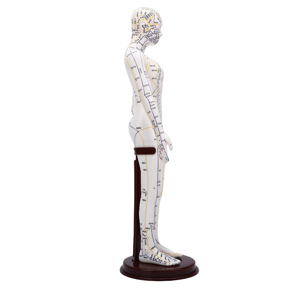 52cm Akupunkturní model těla s 60° otočnými rameny pro výuku studentů Demonstrace Bílá