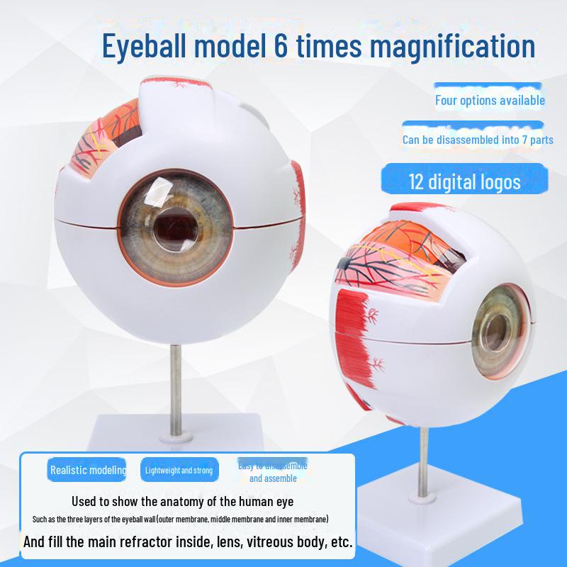 

Высококачественная профессиональная анатомическая модель человеческого глаза для офтальмологии