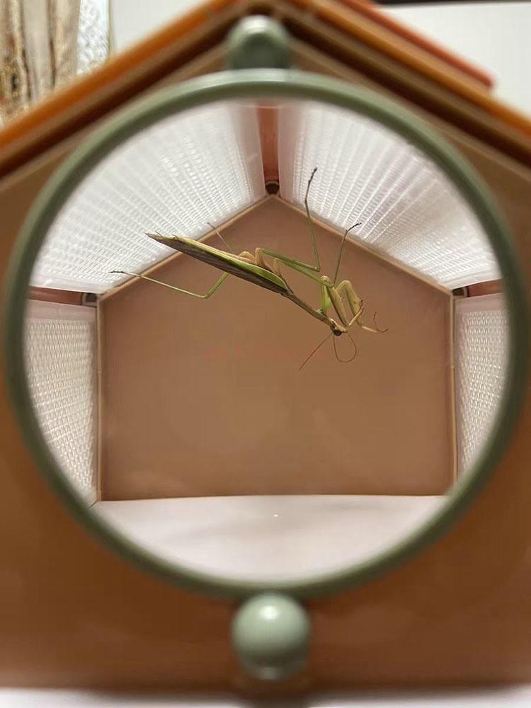 Schmetterlingspuppe Kann schlüpfen Tragbarer Insektenkäfig Beobachtungsbox Schmetterling Zikade Libelle Zuchtkäfig Sammelbox