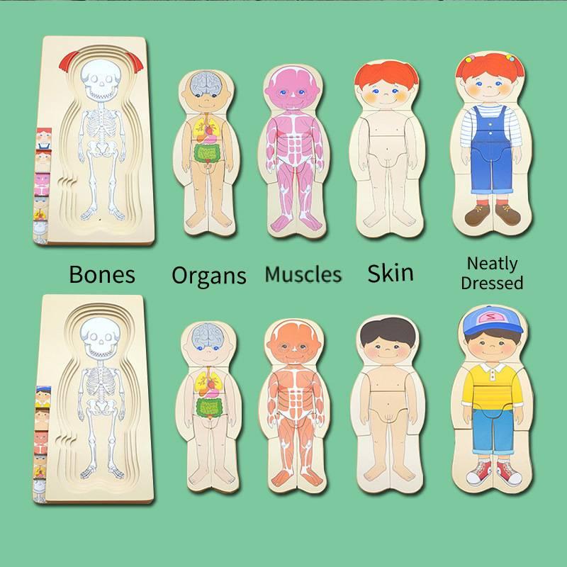 Holz-Puzzle-Spielzeug zur menschlichen Körperstruktur für Jungen und Mädchen