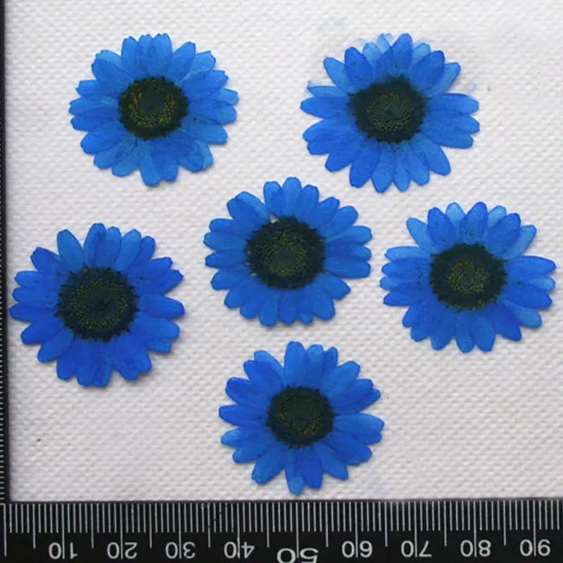 Pressed Flowers for Home Decoration, White Chrysanthemum, Bulk Packing, 1000PCs