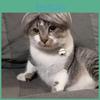 Stylish And Unique Pet Wig For Cats And Dogs Made Of Soft Nylon Fiber Ideal For Fashionable Pets