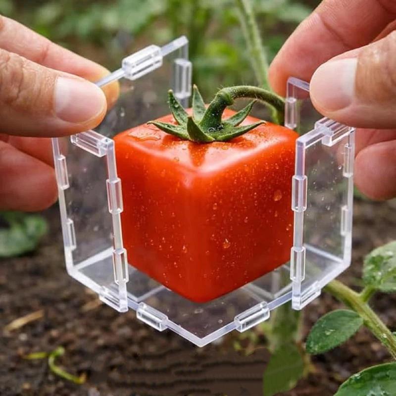 Mini Cube Triangle Fruit Shaping Mold Reusable Transparent Plastic Strawberry Tomato Growing Styling Tool Garden Diy